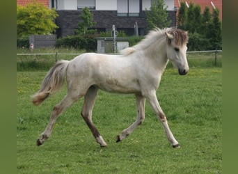 Caballos islandeses, Semental, 1 año, 145 cm, Castaño-ruano