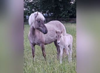 Caballos islandeses, Semental, 1 año, 145 cm, Grullo