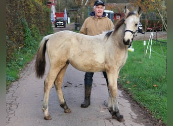 Caballos islandeses, Semental, 1 año, 156 cm, Buckskin/Bayo