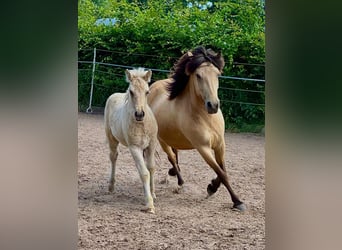 Caballos islandeses, Semental, 1 año, 90 cm, Palomino