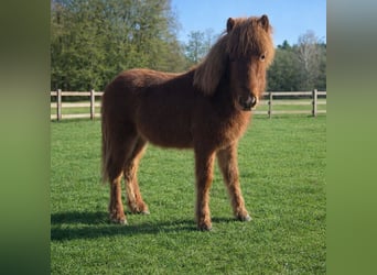 Caballos islandeses, Semental, 1 año, Bayo