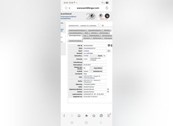 Caballos islandeses, Semental, 1 año, Bayo