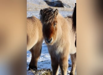 Caballos islandeses, Semental, 1 año