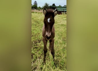 Caballos islandeses, Semental, 1 año, Negro