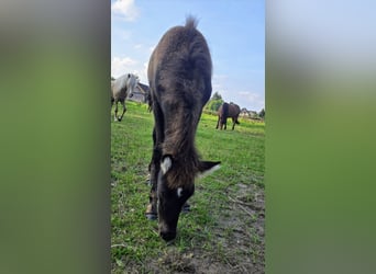 Caballos islandeses, Semental, 1 año, Negro