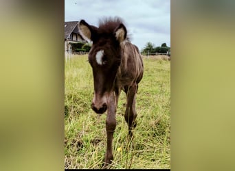 Caballos islandeses, Semental, 1 año, Negro