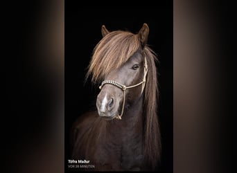 Caballos islandeses, Semental, 1 año, Negro