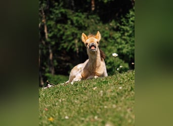 Caballos islandeses, Semental, 1 año, Palomino