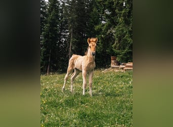 Caballos islandeses, Semental, 1 año, Palomino