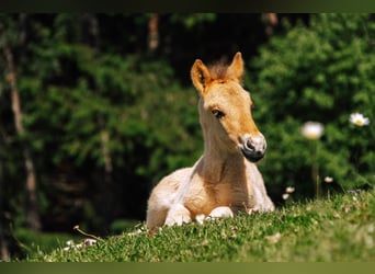 Caballos islandeses, Semental, 1 año, Palomino