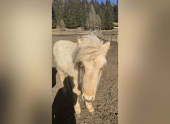 Caballos islandeses, Semental, 1 año, Palomino