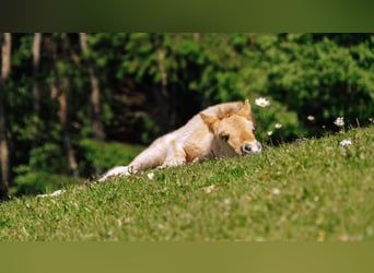 Caballos islandeses, Semental, 1 año, Palomino