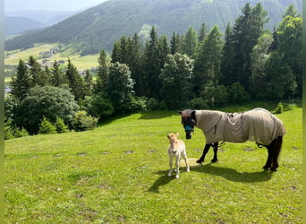 Caballos islandeses, Semental, 1 año, Palomino