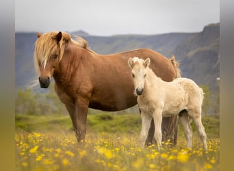 Caballos islandeses, Semental, 1 año, Palomino