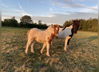 Caballos islandeses, Semental, 1 año, Tobiano-todas las-capas