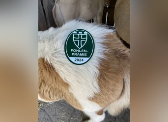 Caballos islandeses, Semental, 1 año, Tobiano-todas las-capas