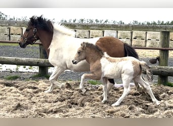 Caballos islandeses, Semental, 1 año, Tobiano-todas las-capas