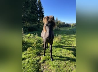 Caballos islandeses, Semental, 1 año, Tordo