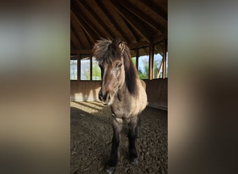 Caballos islandeses, Semental, 22 años, 137 cm, Bayo