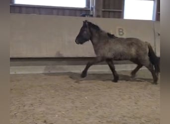 Caballos islandeses, Semental, 2 años, 135 cm