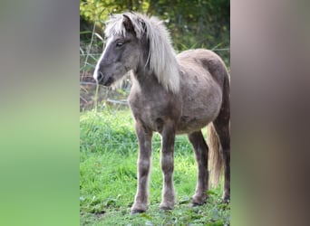 Caballos islandeses, Semental, 2 años, 137 cm