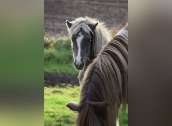 Caballos islandeses, Semental, 2 años, 137 cm