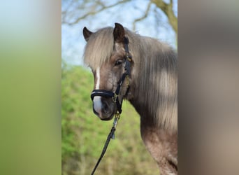 Caballos islandeses, Semental, 2 años, 137 cm