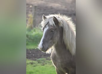 Caballos islandeses, Semental, 2 años, 137 cm