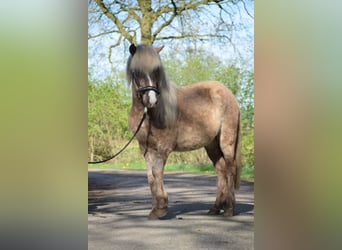 Caballos islandeses, Semental, 2 años, 137 cm