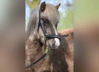 Caballos islandeses, Semental, 2 años, 137 cm