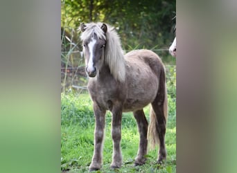 Caballos islandeses, Semental, 2 años, 137 cm