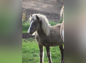 Caballos islandeses, Semental, 2 años, 137 cm