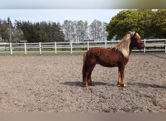 Caballos islandeses, Semental, 2 años, 138 cm, Alazán