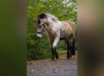 Caballos islandeses, Semental, 2 años, 139 cm