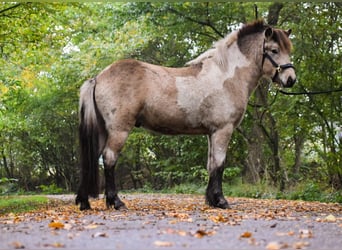 Caballos islandeses, Semental, 2 años, 139 cm