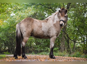 Caballos islandeses, Semental, 2 años, 139 cm