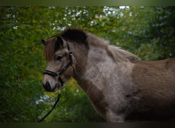 Caballos islandeses, Semental, 2 años, 139 cm