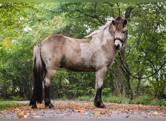 Caballos islandeses, Semental, 2 años, 139 cm