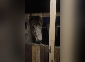 Caballos islandeses, Semental, 2 años, 139 cm