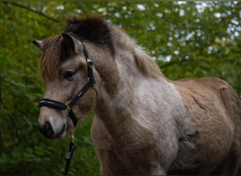 Caballos islandeses, Semental, 2 años, 139 cm