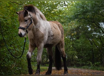 Caballos islandeses, Semental, 2 años, 139 cm