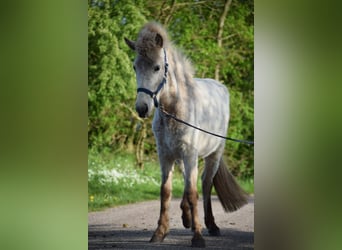 Caballos islandeses, Semental, 2 años, 139 cm