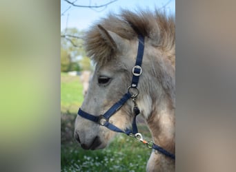 Caballos islandeses, Semental, 2 años, 139 cm