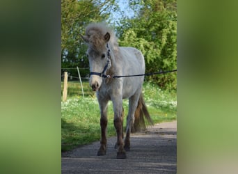 Caballos islandeses, Semental, 2 años, 139 cm