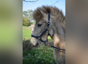 Caballos islandeses, Semental, 2 años, 139 cm