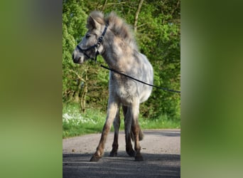 Caballos islandeses, Semental, 2 años, 139 cm