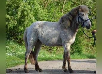 Caballos islandeses, Semental, 2 años, 139 cm