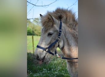 Caballos islandeses, Semental, 2 años, 139 cm