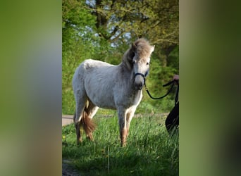 Caballos islandeses, Semental, 2 años, 139 cm