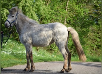 Caballos islandeses, Semental, 2 años, 139 cm